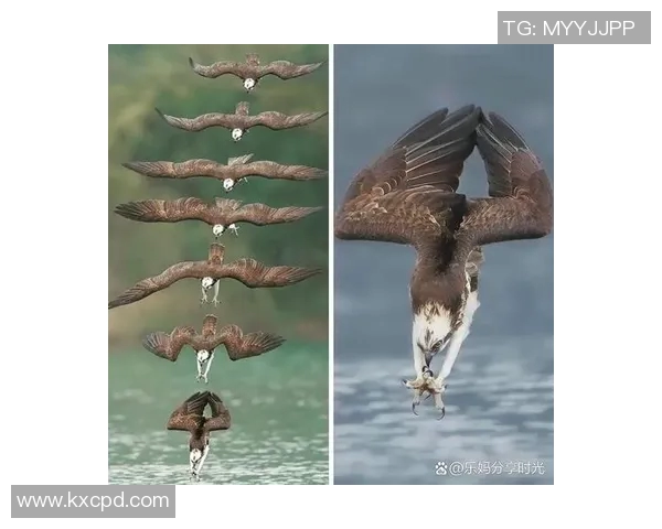 Splash新人展现才华与创意的精彩瞬间与成长历程