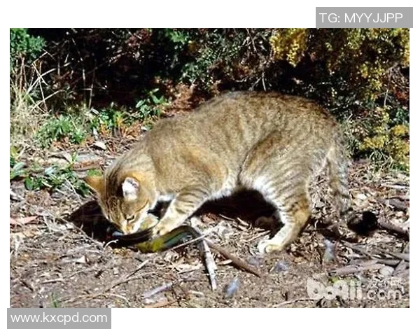 野猫击杀事件引发关注专家解析其对生态平衡的影响与应对措施